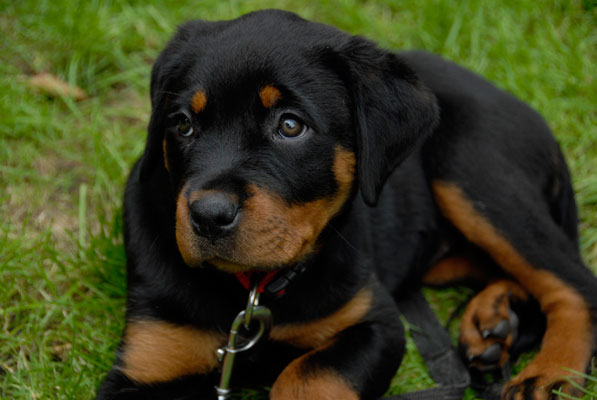 cute labrador puppy hans and marion cute labrador puppy hans and marion